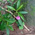 Pigea enneasperma Leaf