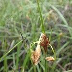 Eriophorum latifolium Ffrwyth