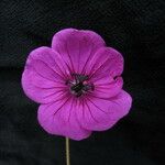 Geranium procurrens Flower