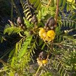 Senna didymobotrya Blatt