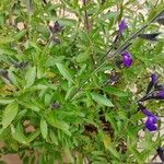 Salvia greggii برگ