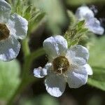 Phacelia bolanderi फूल