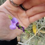 Tillandsia paleacea Çiçek