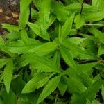 Arnica lanceolata Лист