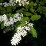 Ligustrum sinenseЦветок