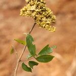 Dialium tessmannii Flor