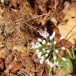 Allium cernuum Цвят