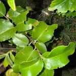 Prunus ilicifolia ഇല