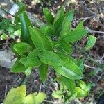 Citrus hystrix Leaf