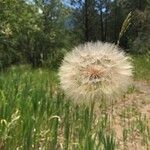 Tragopogon dubiusVrucht