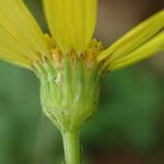 Jacobaea erratica Blüte