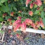 Justicia brandegeeana Flor