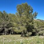 Pinus halepensisList