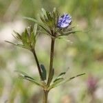 Asperula arvensis Elinympäristö