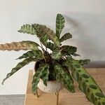 Calathea lancifolia Hoja