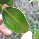 Melodinus balansae Leaf