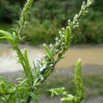 Anarrhinum bellidifolium List