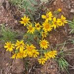 Senecio ampullaceus Flower