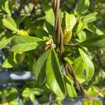 Trachelospermum jasminoides Blad