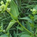 Mirabilis albida Folha