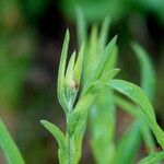 Centaurea decipiens Лист