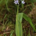 Scilla monophyllos Flower