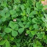 Trifolium resupinatumഇല