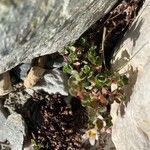 Saxifraga biflora Folha