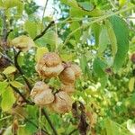 Staphylea pinnata Mbuma