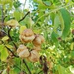 Staphylea pinnata Frutto