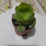 Aeonium aureum Φύλλο