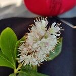 Clethra alnifolia 花