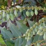 Berberis japonica Fruit