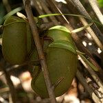 Nepenthes ampullaria Leaf