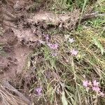 Centaurium littorale Staniste