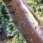 Ficus hispida Bark