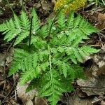 Botrychium virginianum 花