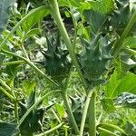 Datura ferox Fruit