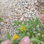 Physalis viscosa Blüte
