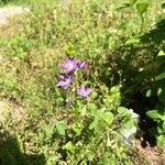 Triodanis perfoliata Blomma