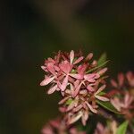 Abelia chinensis Flower