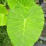 Colocasia gigantea Leaf