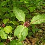 Trillium sessile 叶