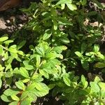Lippia micromera Лист