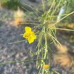 Parkinsonia aculeataLiść