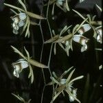 Coelogyne pulverula 花