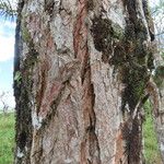Diphysa americana ᱪᱷᱟᱹᱞᱤ