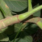 Sterculia apetala Leaf