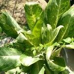 Dieffenbachia seguine Frunză