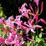 Nerine undulata Flower